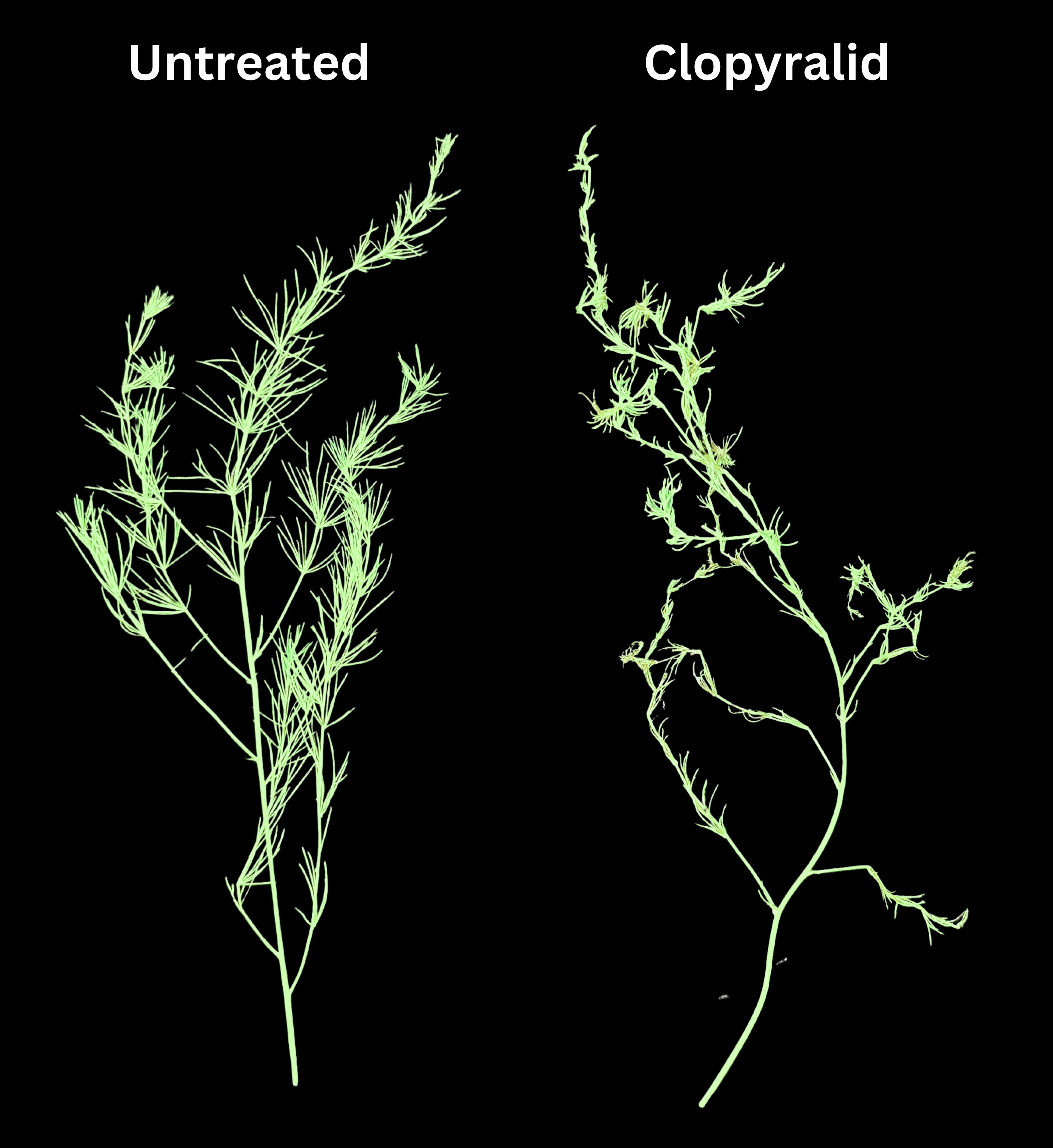 Fig 19 asparagus dd .jpg
